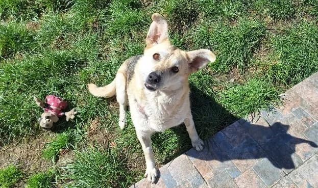 Virginia, female 6yo Mixed Breed for adoption at Ein Herz für Streuner e.V., München
