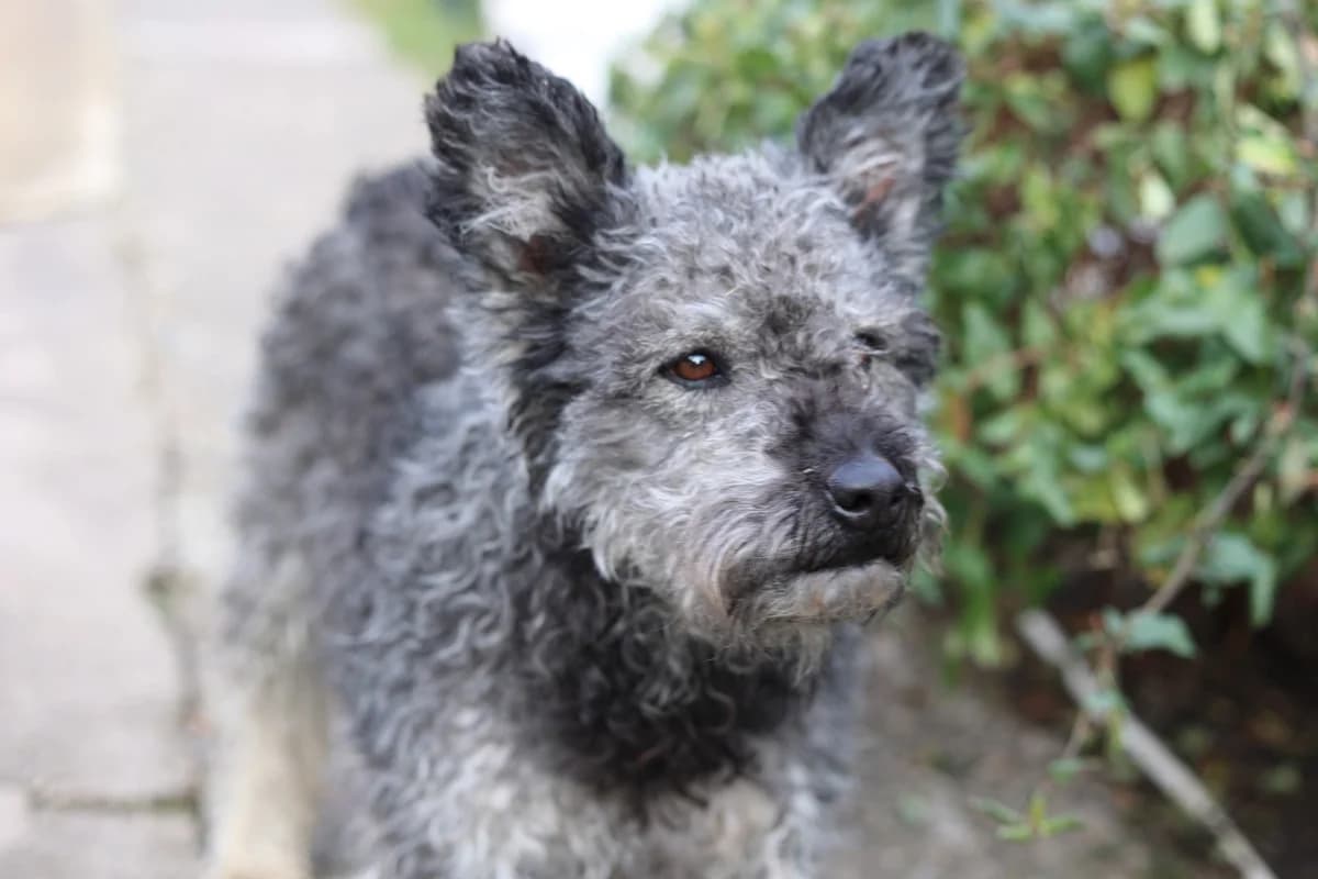 Vita, grau female 5yo Mixed Breed for adoption at Ein Herz für Streuner e.V., München