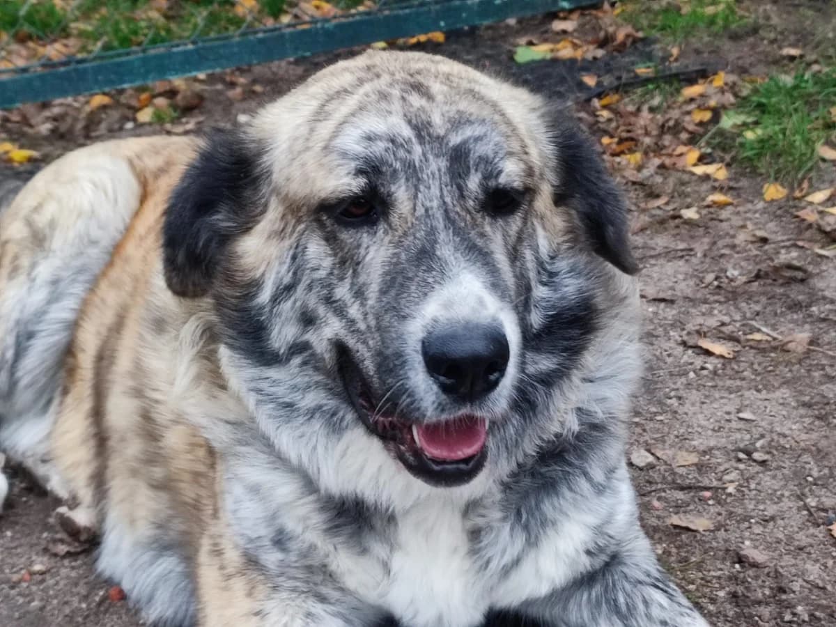 Vita, female 5yo Mixed Breed for adoption at Ein Herz für Streuner e.V., München
