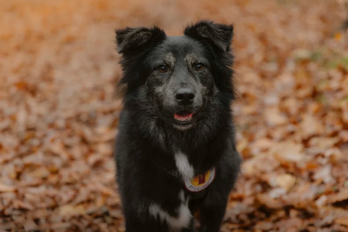 Vitus, male young Mixed Breed for adoption at Ein Herz für Streuner e.V., München
