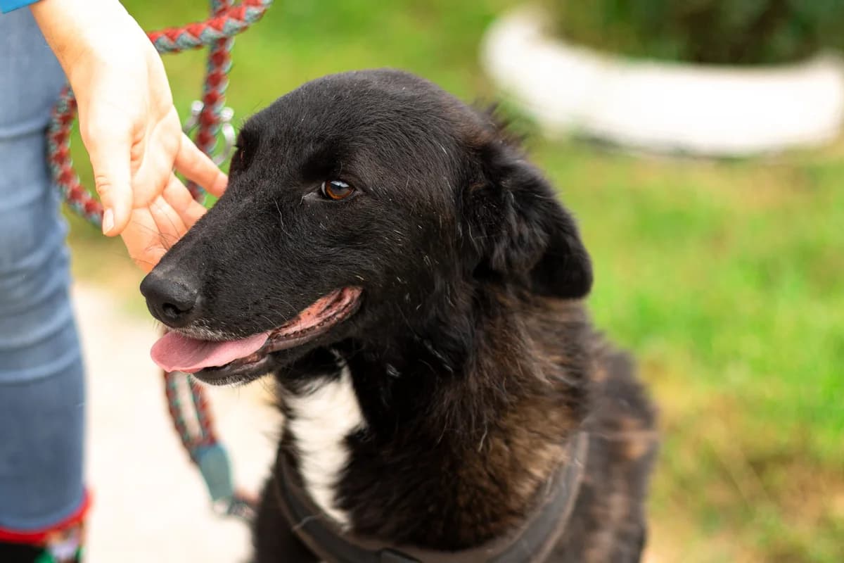 Viva, female young Mixed Breed for adoption at Ein Herz für Streuner e.V., München