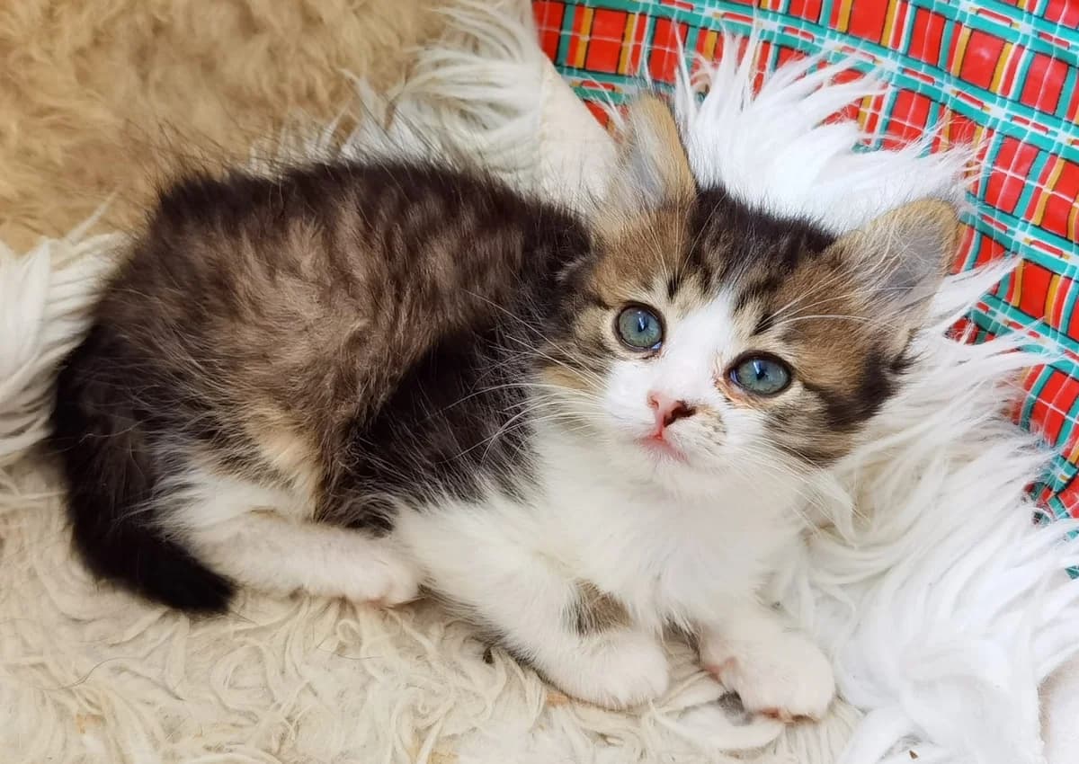 Viva, Mixed Breed for adoption at Ein Herz für Streuner e.V., München
