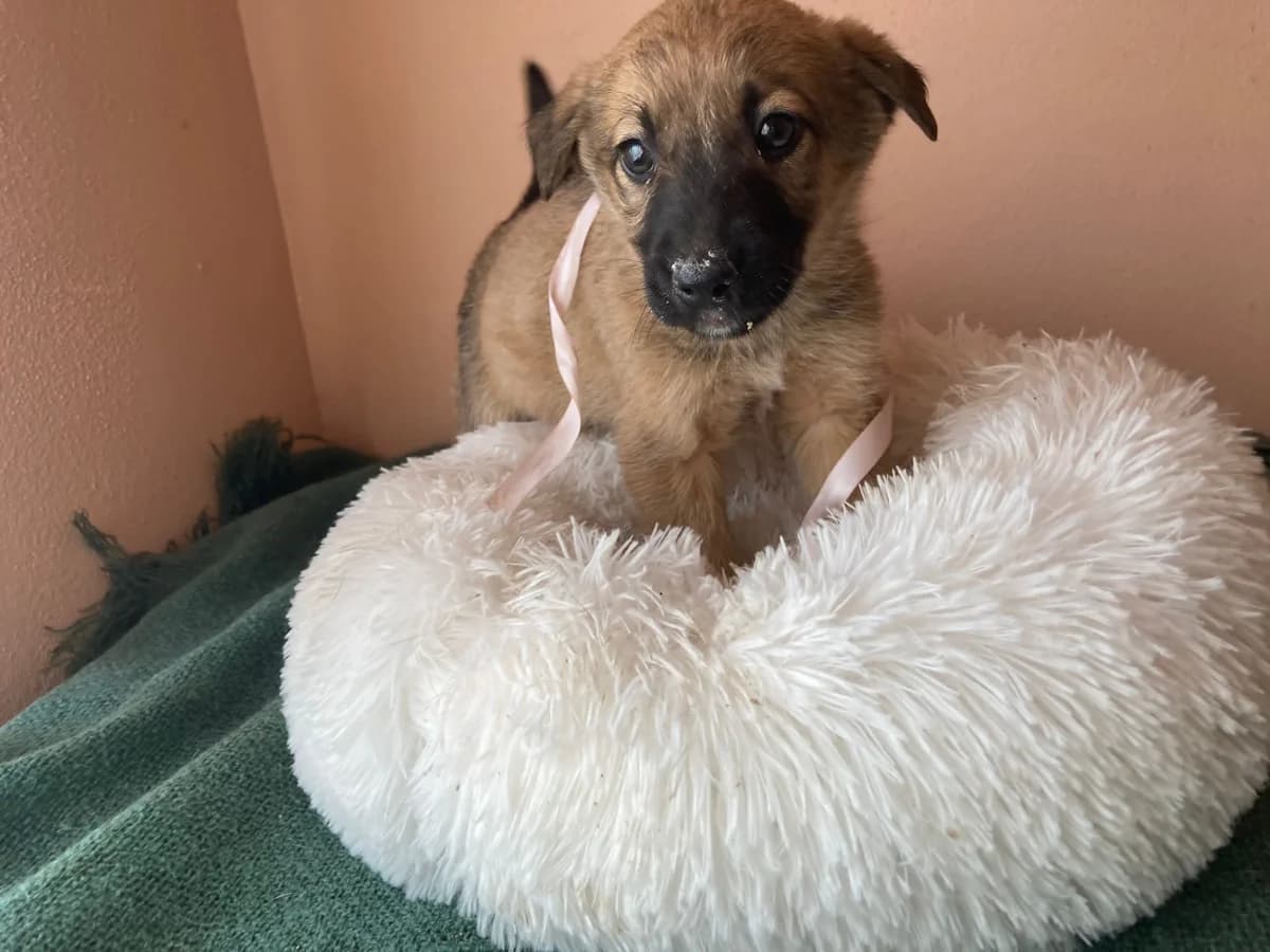 Viviane, female puppy Mixed Breed for adoption at Ein Herz für Streuner e.V., München