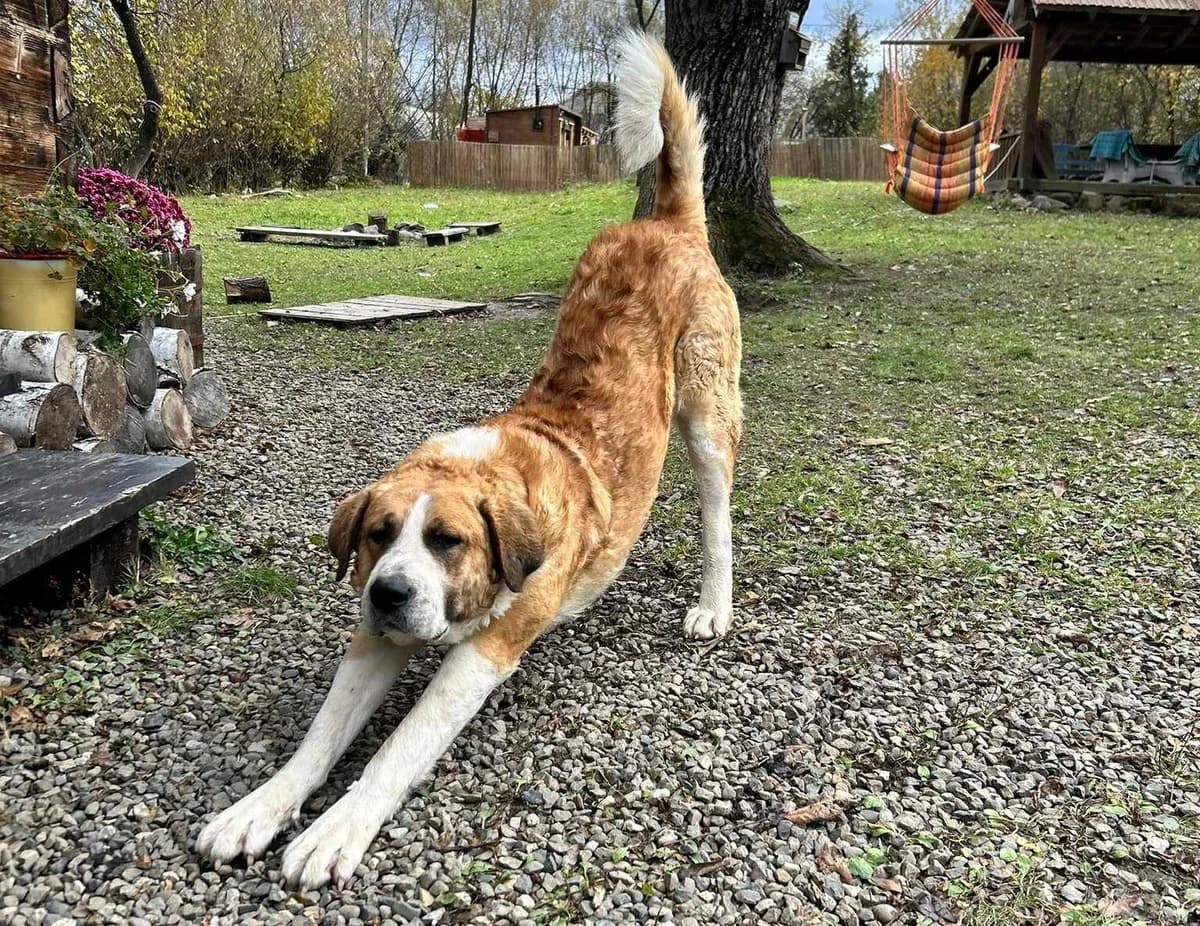 Votan, male 5yo Mixed Breed for adoption at Ein Herz für Streuner e.V., München
