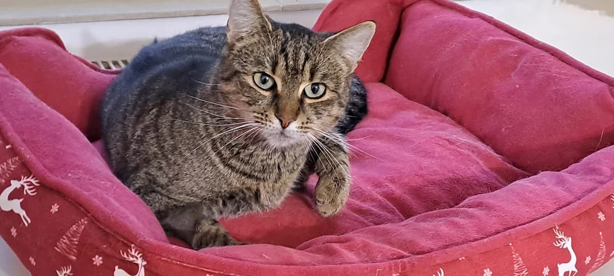 Vroni, female 3yo Mixed Breed for adoption at Ein Herz für Streuner e.V., München