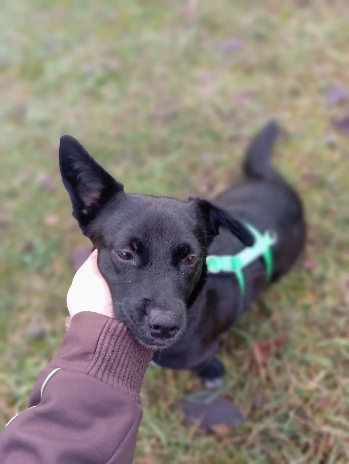 Vroni, female young Mixed Breed for adoption at Ein Herz für Streuner e.V., München