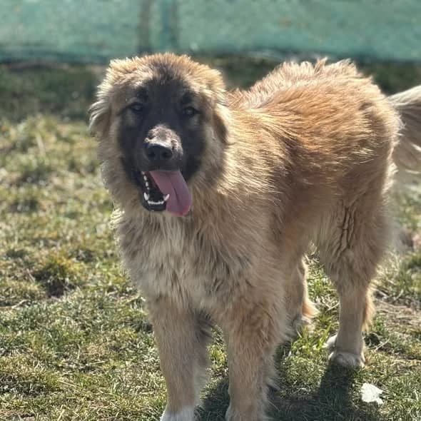 Vuk, male young Mixed Breed for adoption at Ein Herz für Streuner e.V., München