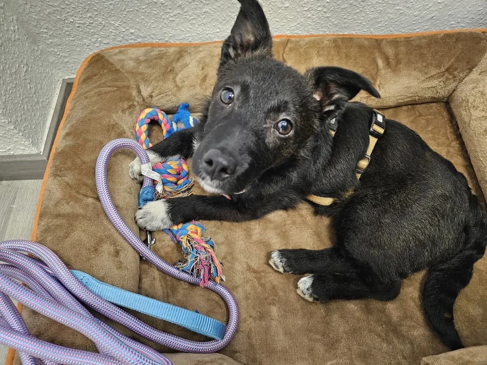 Vuky, weiß female puppy Mixed Breed for adoption at Ein Herz für Streuner e.V., München