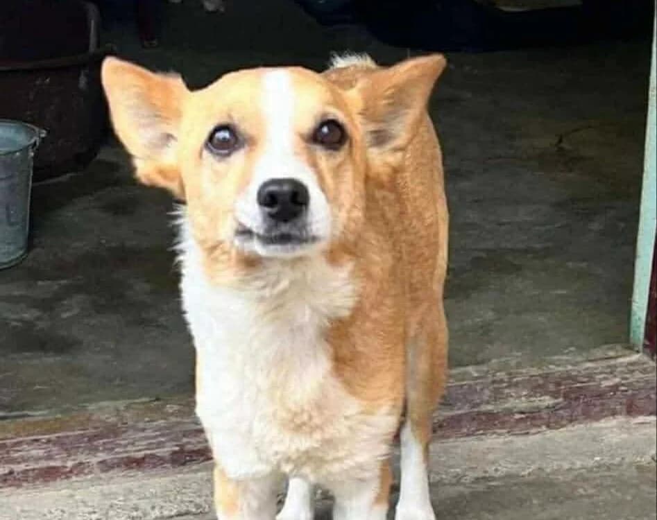 Vulpi, Mixed Breed for adoption at Ein Herz für Streuner e.V., München