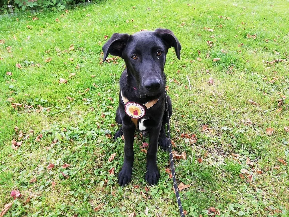 Wakan, weiß male puppy Mixed Breed for adoption at Ein Herz für Streuner e.V., München
