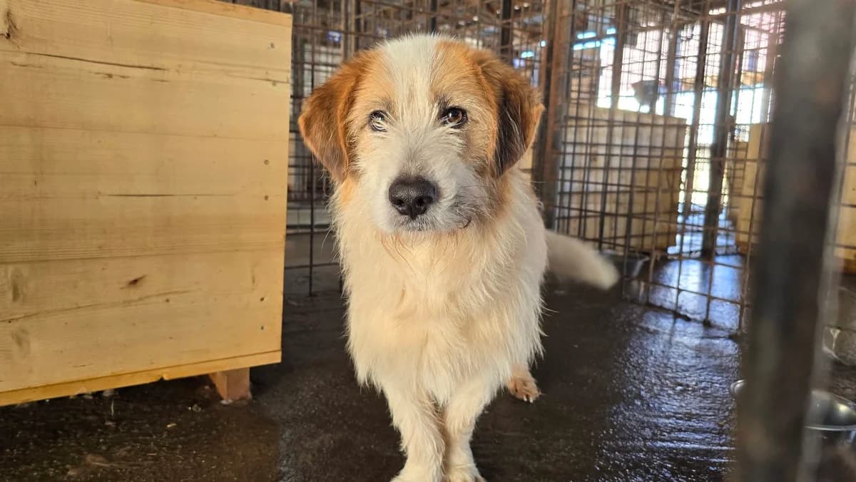 Waldemar, male 4yo Mixed Breed for adoption at Ein Herz für Streuner e.V., München