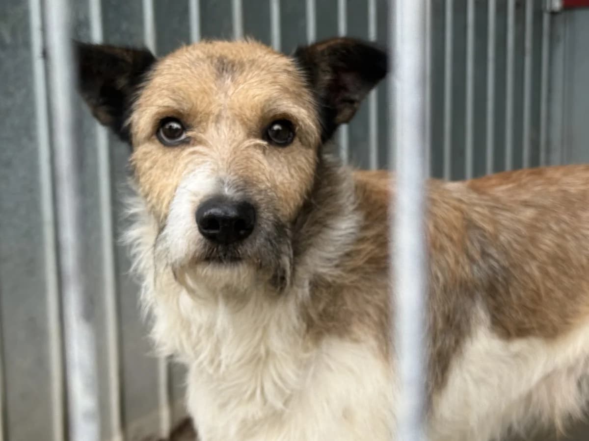Waldemar, male senior Mixed Breed for adoption at Ein Herz für Streuner e.V., München