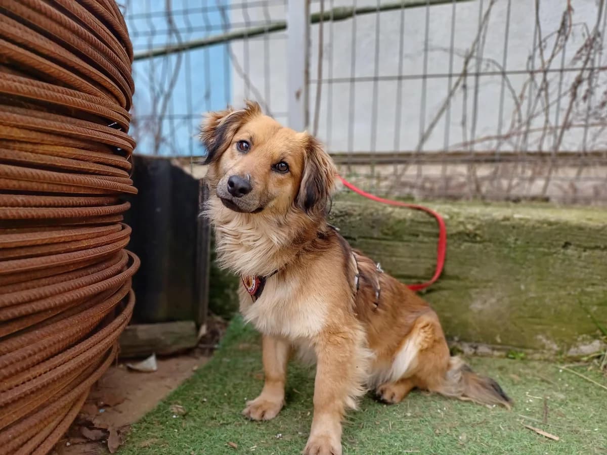 Walley, male young Mixed Breed for adoption at Ein Herz für Streuner e.V., München