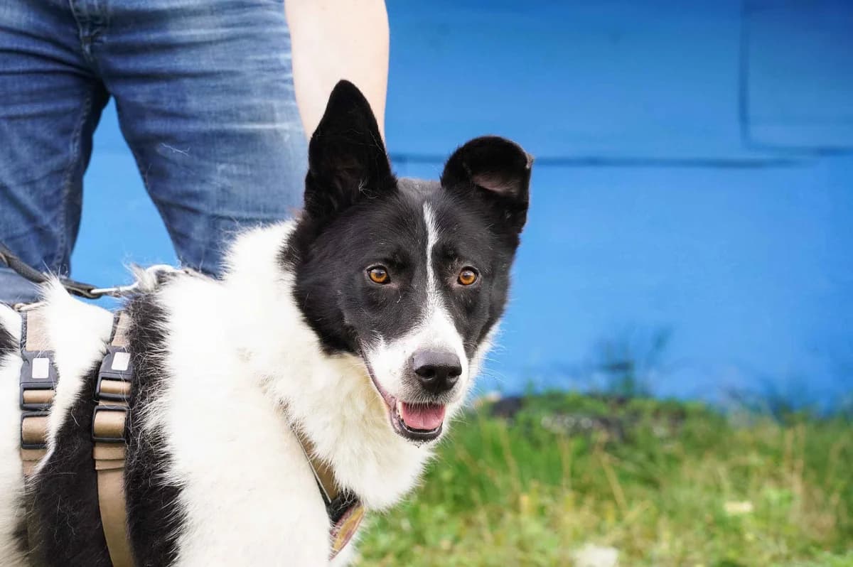 Wallie, schwarz female 4yo Mixed Breed for adoption at Ein Herz für Streuner e.V., München
