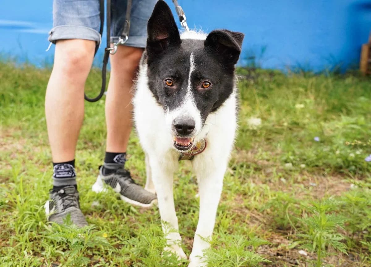 Wallie, schwarz female 4yo Mixed Breed for adoption at Ein Herz für Streuner e.V., München