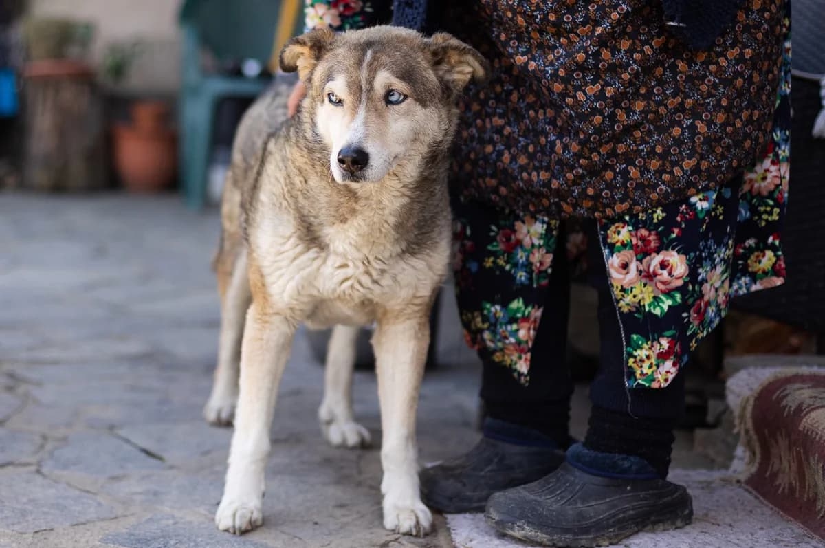 Walzer, male 5yo Mixed Breed for adoption at Ein Herz für Streuner e.V., München