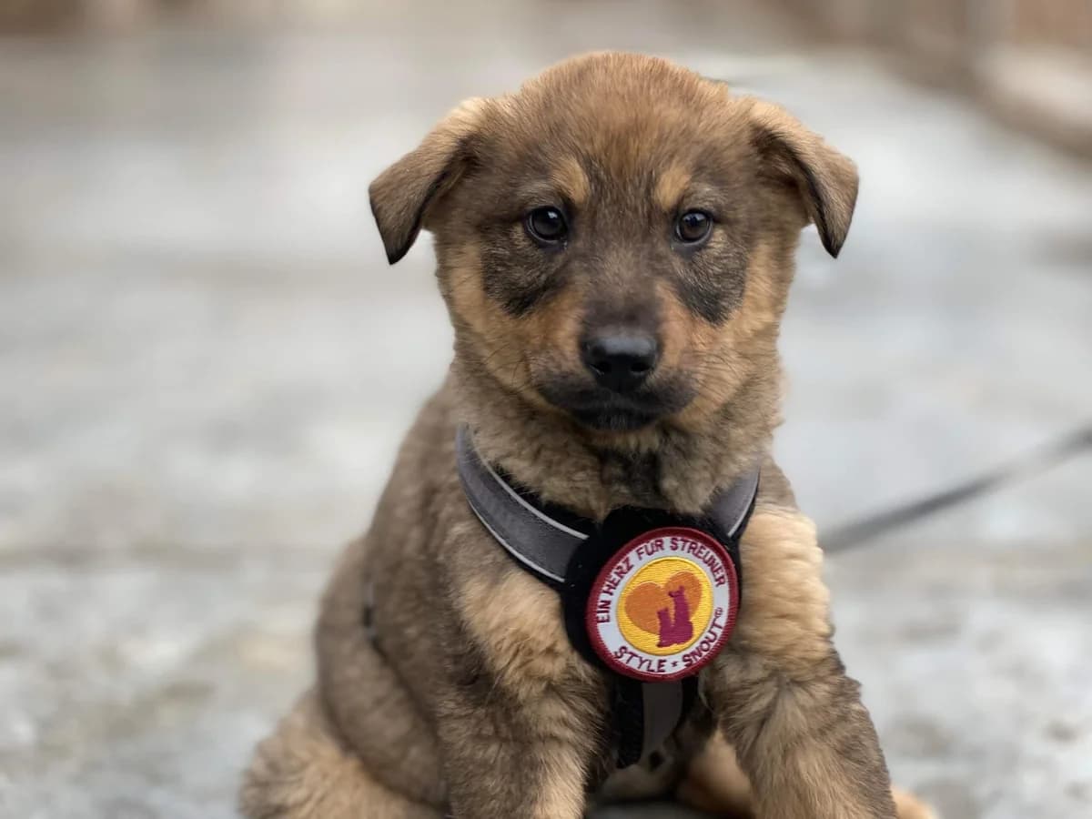 Wanda, female puppy Mixed Breed for adoption at Ein Herz für Streuner e.V., München