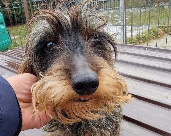 Wanda, 5yo Mixed Breed for adoption at Ein Herz für Streuner e.V., München