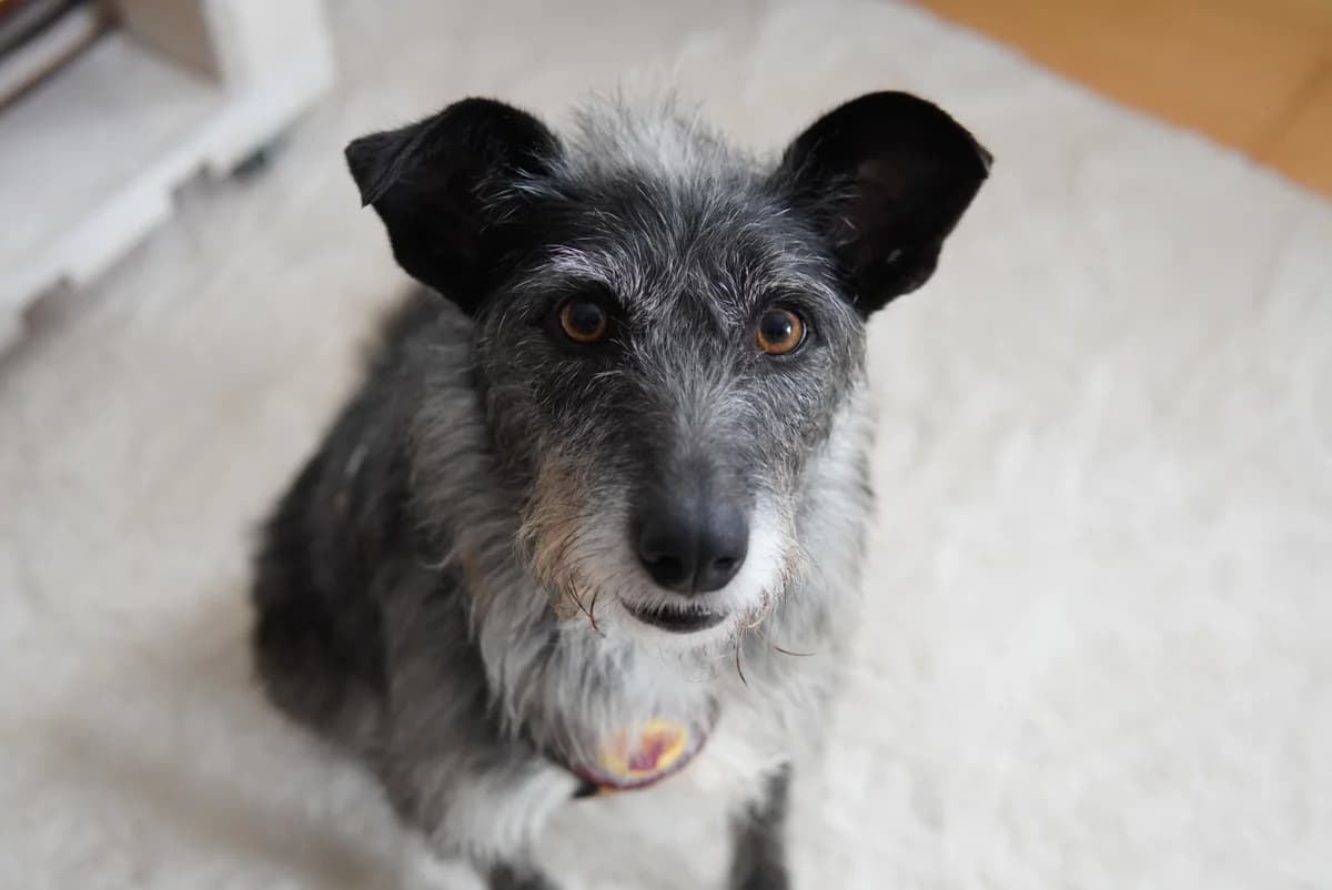 Wanda, weiß female 3yo Mixed Breed for adoption at Ein Herz für Streuner e.V., München