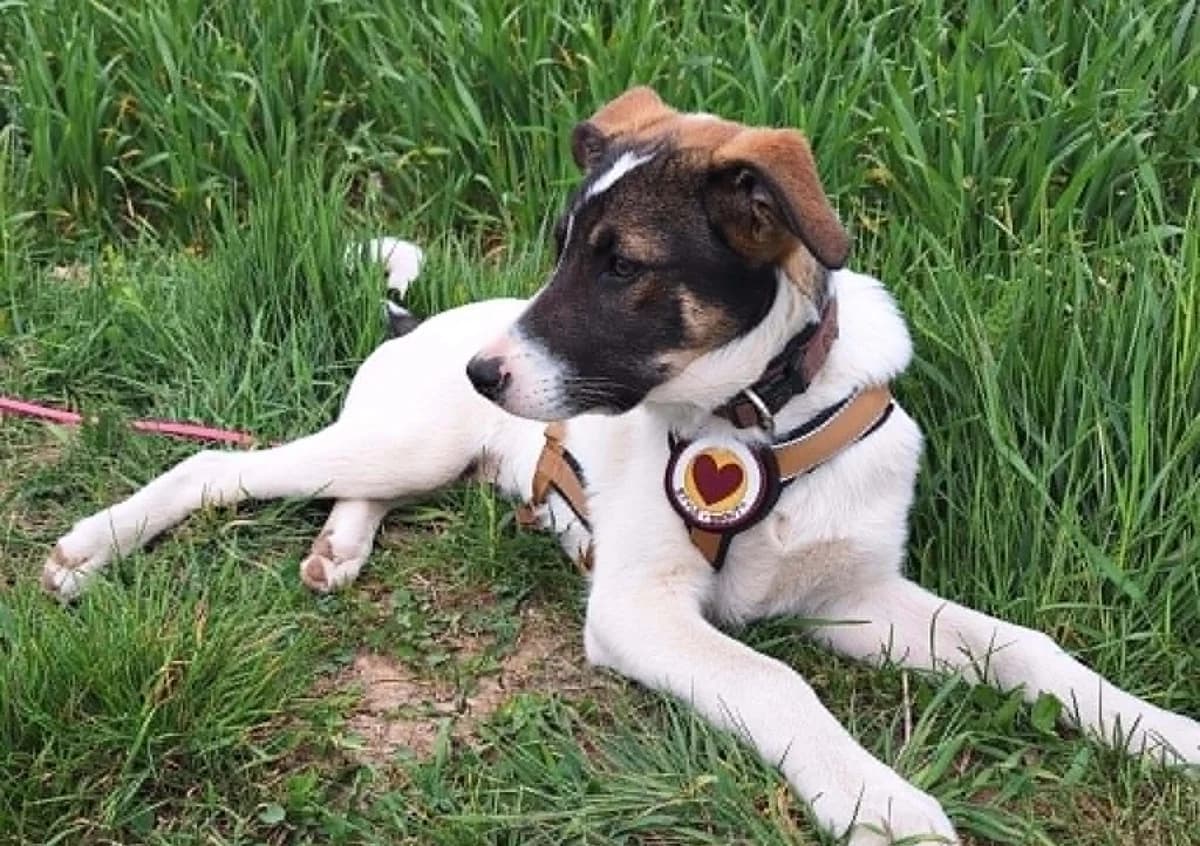 Wanknobi, male puppy Mixed Breed for adoption at Ein Herz für Streuner e.V., München