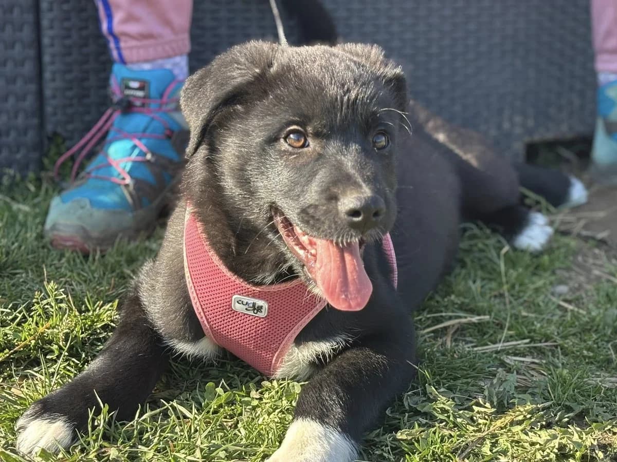 Wasco, male puppy Mixed Breed for adoption at Ein Herz für Streuner e.V., München