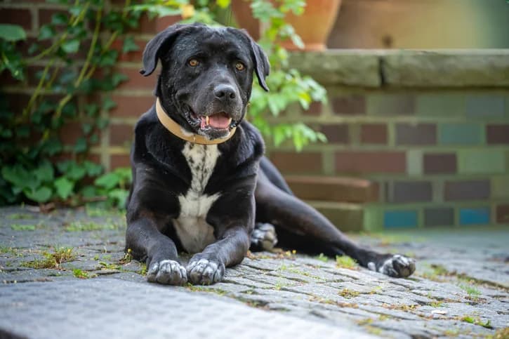 Washington, male 4yo Mixed Breed for adoption at Ein Herz für Streuner e.V., München