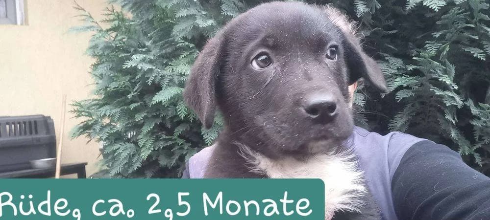 Watson, puppy Mixed Breed for adoption at Ein Herz für Streuner e.V., München