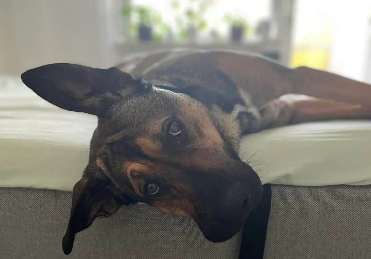 Wembley, braun female 5yo Mixed Breed for adoption at Ein Herz für Streuner e.V., München
