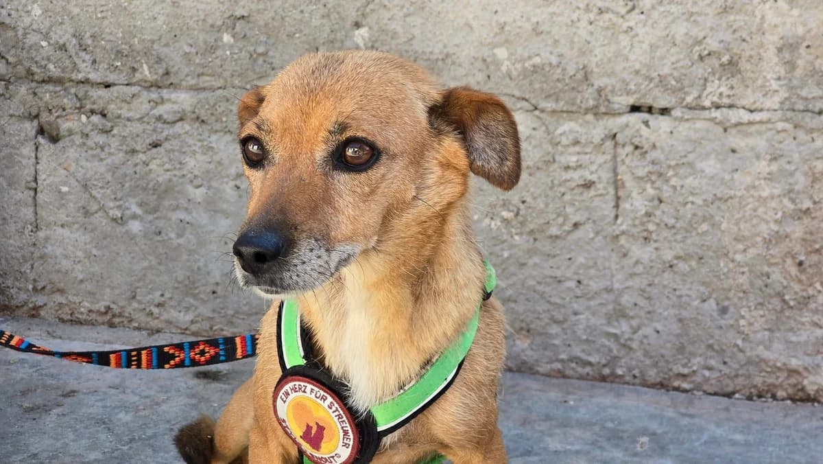 Wendy, Mixed Breed for adoption at Ein Herz für Streuner e.V., München