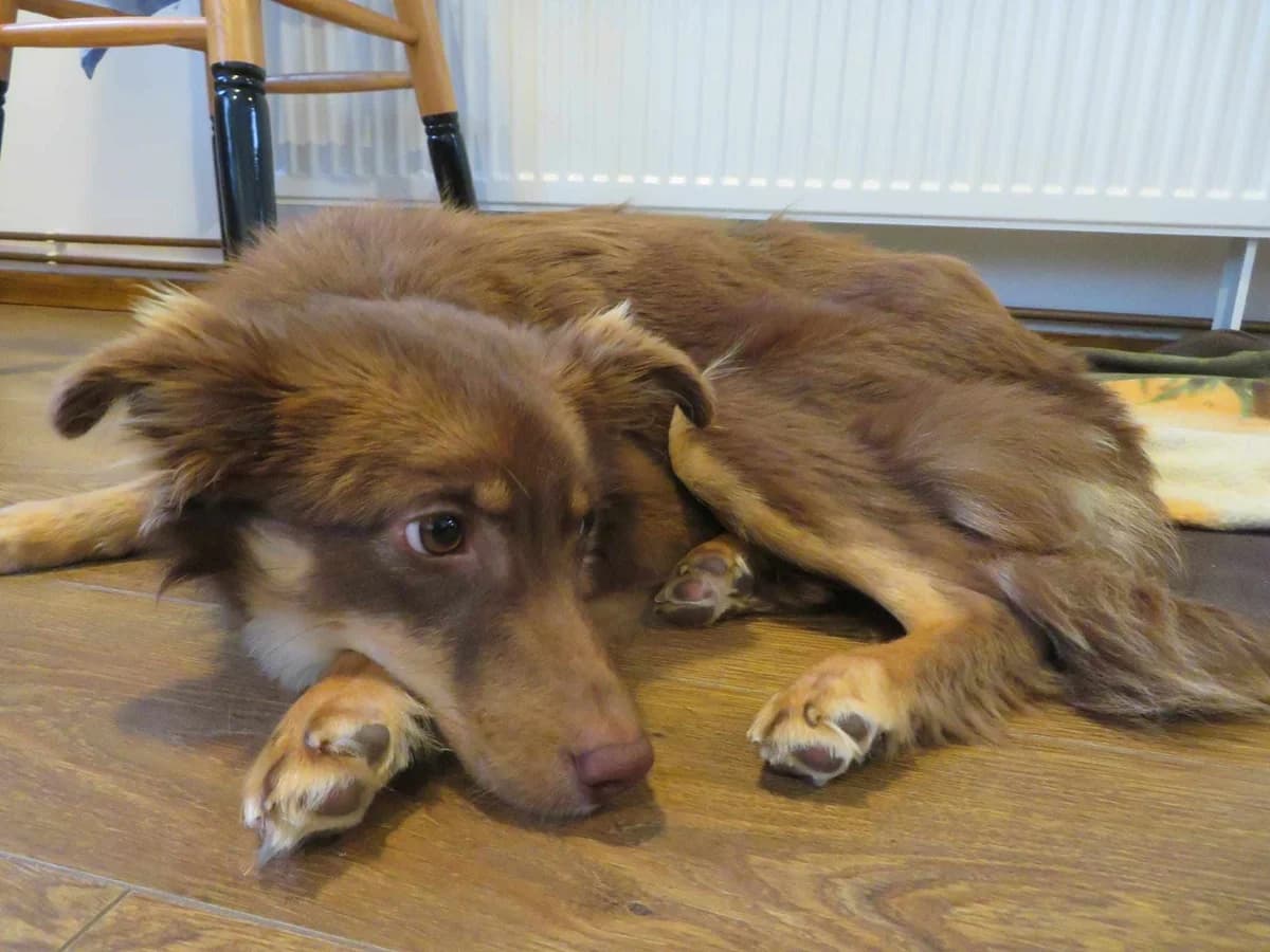 Wenu, male young Mixed Breed for adoption at Ein Herz für Streuner e.V., München