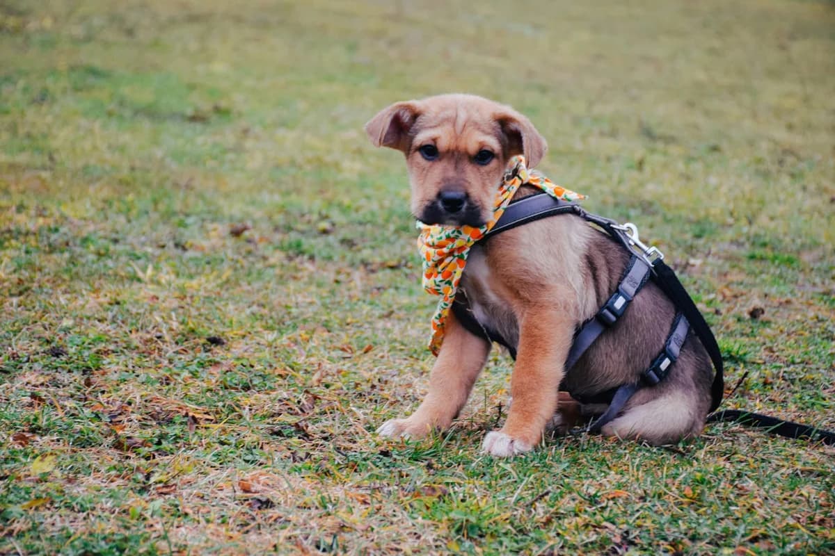 Wenzo, male puppy Mixed Breed for adoption at Ein Herz für Streuner e.V., München
