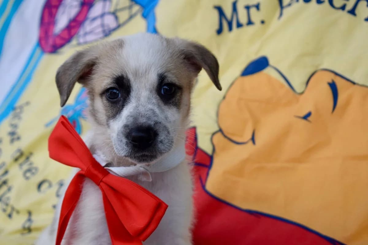 Wezzey, female puppy Mixed Breed for adoption at Ein Herz für Streuner e.V., München