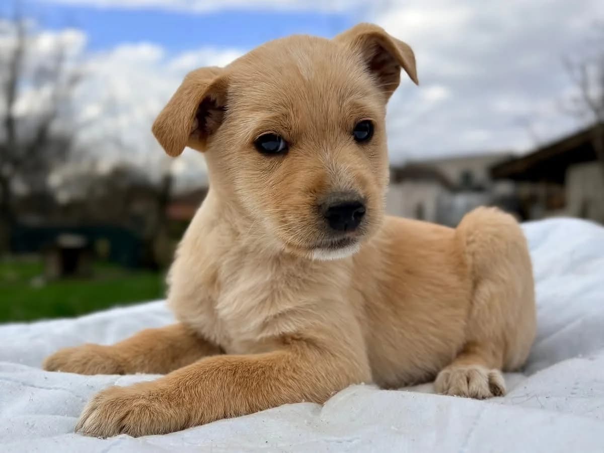Whiskey, Mixed Breed for adoption at Ein Herz für Streuner e.V., München