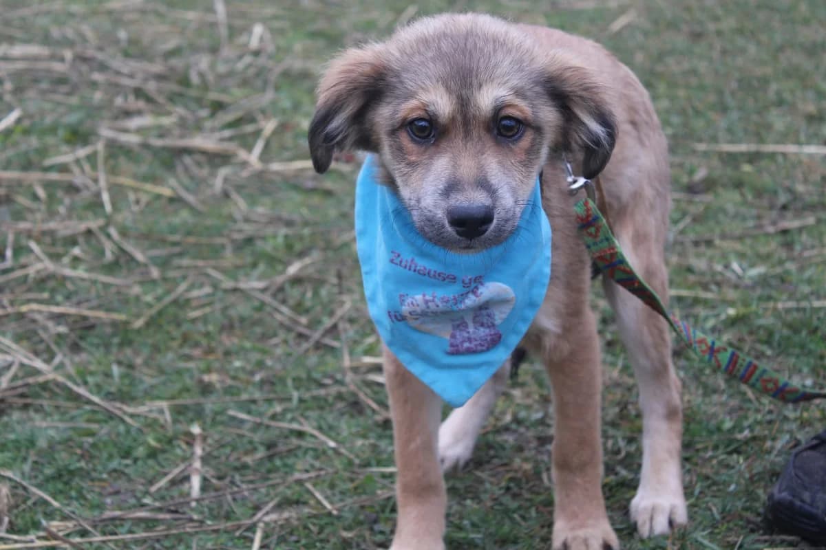 Whisky, male puppy Mixed Breed for adoption at Ein Herz für Streuner e.V., München