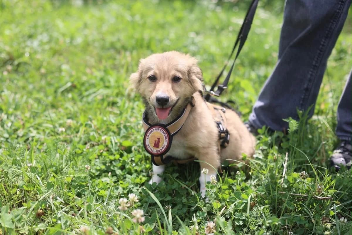 Whisky, male puppy Mixed Breed for adoption at Ein Herz für Streuner e.V., München