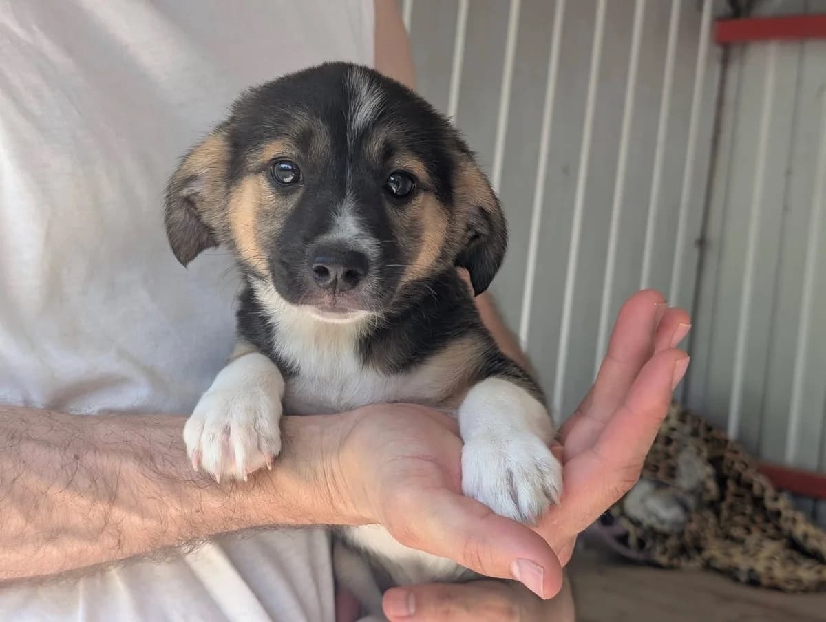 Whisper, female puppy Mixed Breed for adoption at Ein Herz für Streuner e.V., München