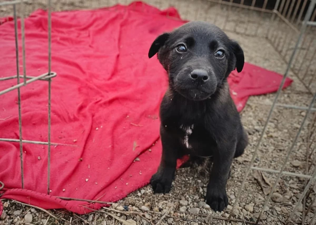 Whitney, female puppy Mixed Breed for adoption at Ein Herz für Streuner e.V., München