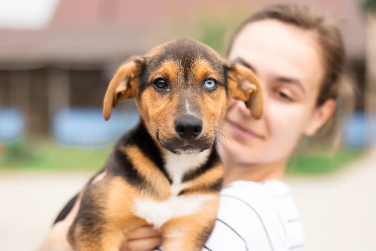 Whitney, female puppy Mixed Breed for adoption at Ein Herz für Streuner e.V., München
