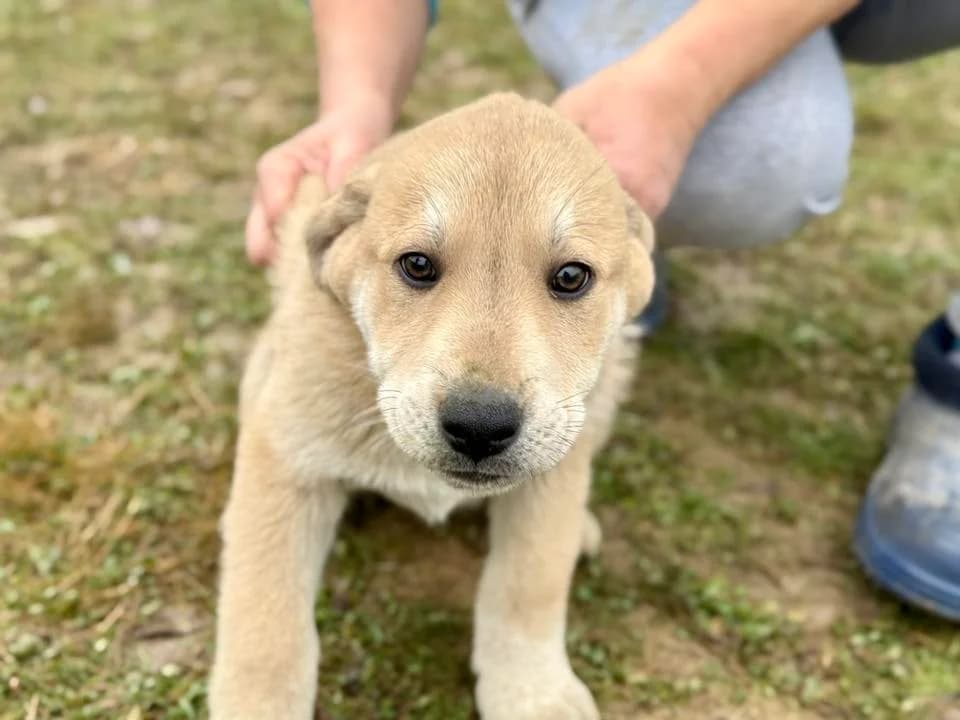 Wickie, male puppy Mixed Breed for adoption at Ein Herz für Streuner e.V., München