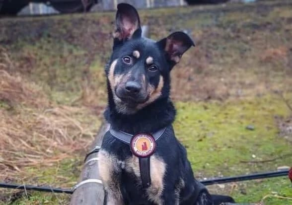 Widou, female 5yo Mixed Breed for adoption at Ein Herz für Streuner e.V., München