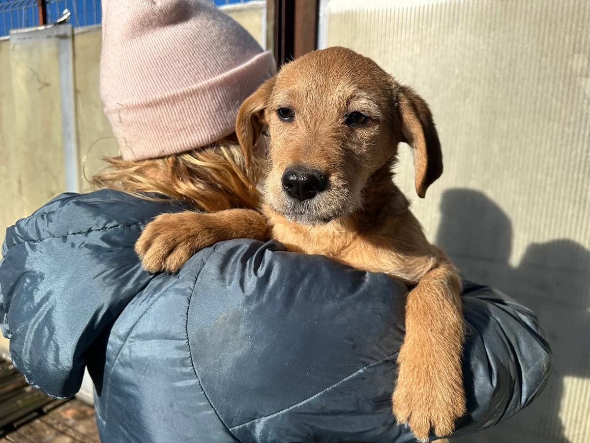 Wiggels, male puppy Mixed Breed for adoption at Ein Herz für Streuner e.V., München