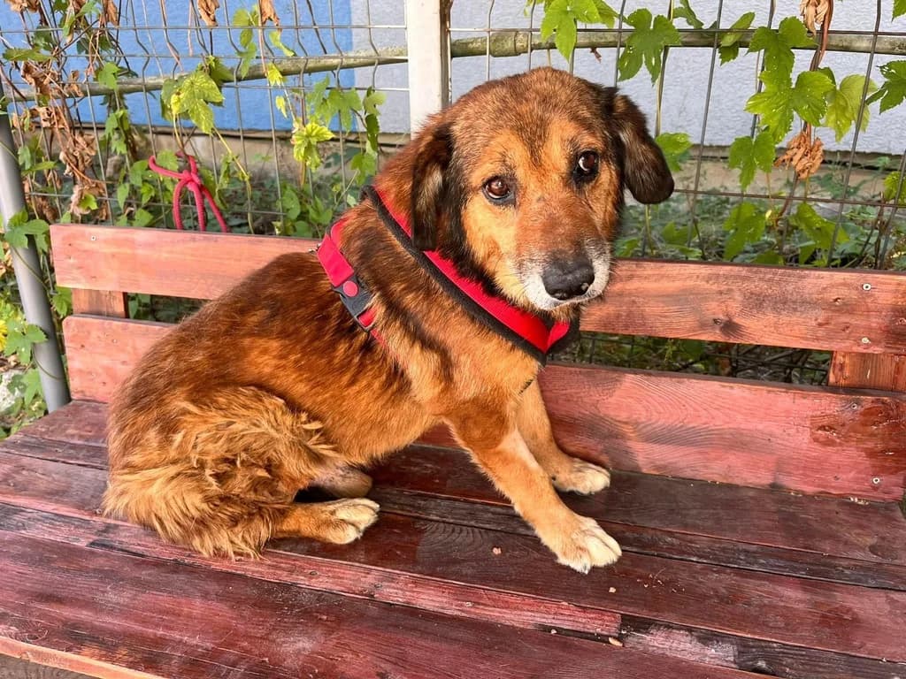 Wilbert, senior Mixed Breed for adoption at Ein Herz für Streuner e.V., München