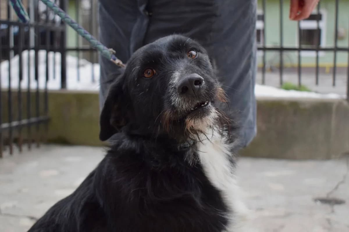 Wilhelmine, schwarz female young Mixed Breed for adoption at Ein Herz für Streuner e.V., München