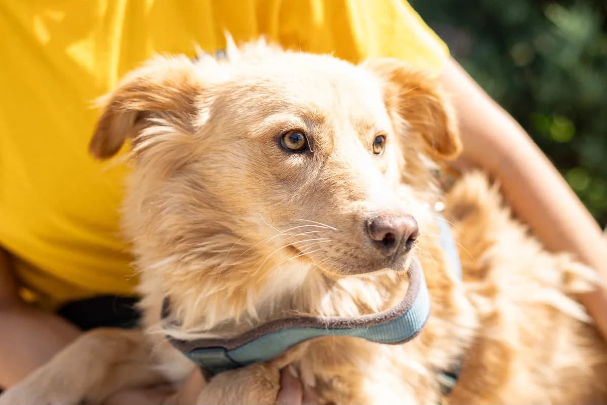 Will, male young Mixed Breed for adoption at Ein Herz für Streuner e.V., München