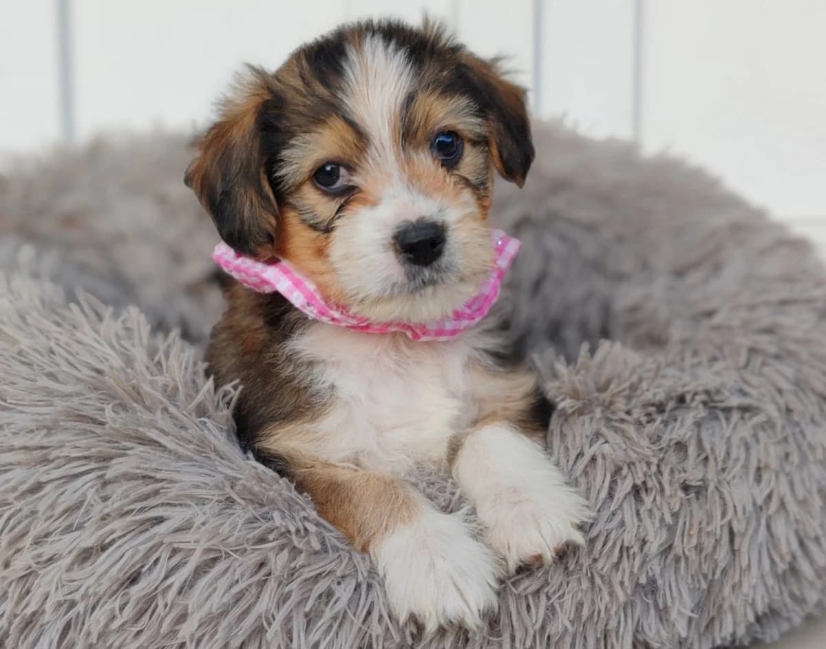 Willa, female young Mixed Breed for adoption at Ein Herz für Streuner e.V., München
