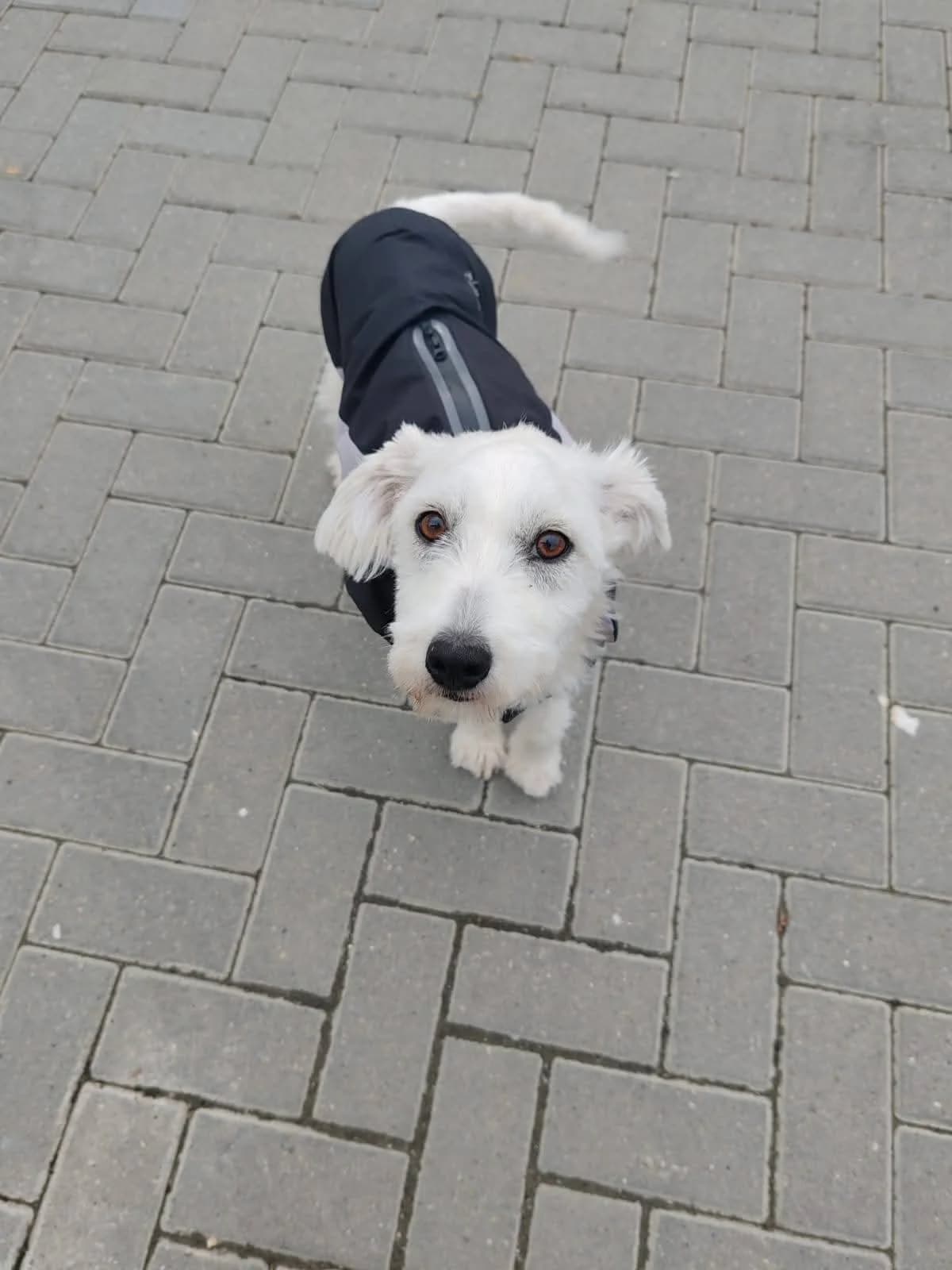 Willa, female young Mixed Breed for adoption at Ein Herz für Streuner e.V., München