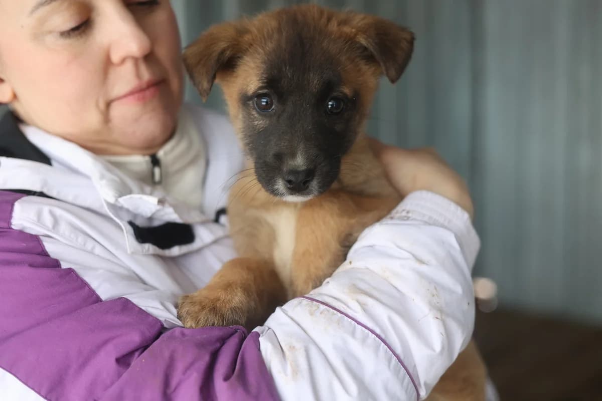 Willa, female puppy Mixed Breed for adoption at Ein Herz für Streuner e.V., München