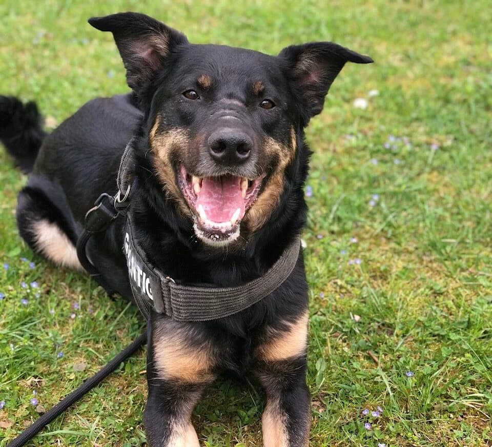 Willi, male senior Mixed Breed for adoption at Ein Herz für Streuner e.V., München