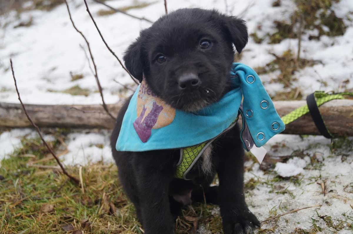 Willie, weiß male puppy Mixed Breed for adoption at Ein Herz für Streuner e.V., München