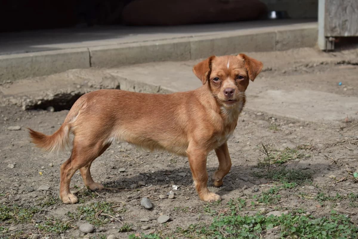 Willow, puppy Mixed Breed for adoption at Ein Herz für Streuner e.V., München